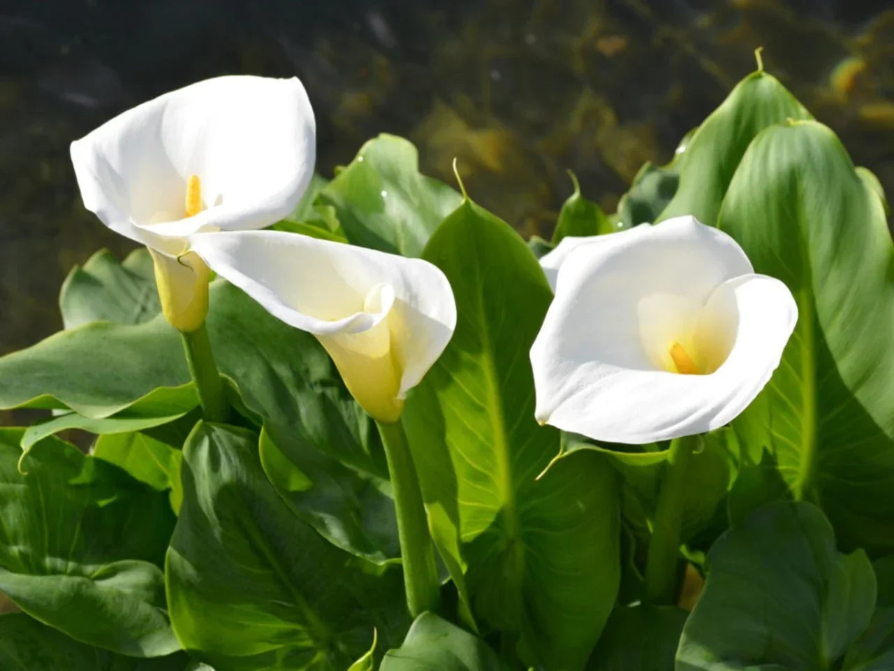 White Araceae Decorative Planting Seeds for your Better Gardening