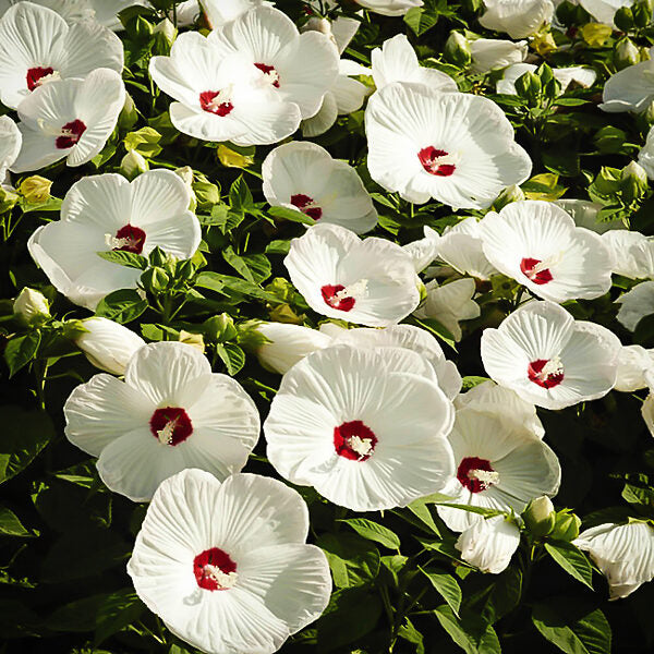 Heirloom Hibiscus Moscheutos Flower seeds for Planting Low Maintenance Heirloom & GMO Free Seeds for Home Garden