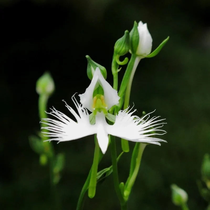 Egret Orchid Flower seeds for Planting Pollinator Friendly Heirloom & GMO Free Seeds for Home Garden