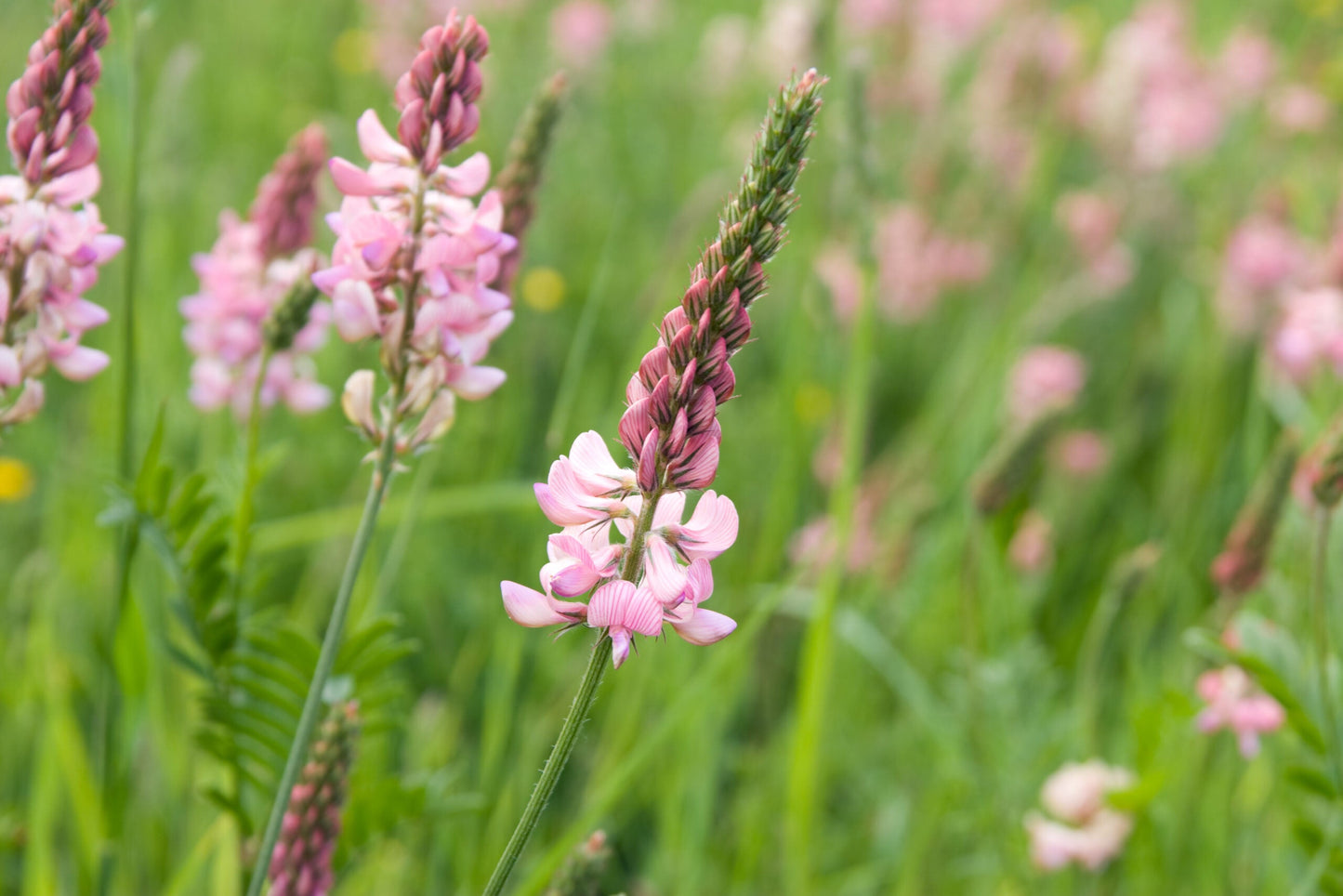 Onobrychis Flower seeds for Planting Perfect for Borders Heirloom & GMO Free Seeds for Home Garden