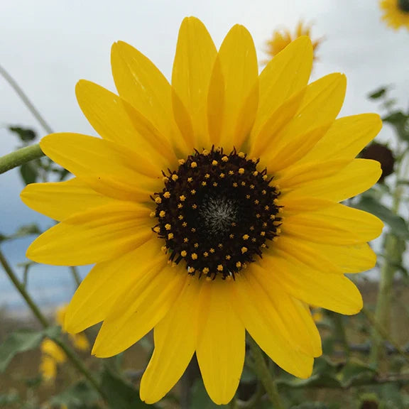 Helianthus Annuus Flower seeds for Planting Vibrant Colors Heirloom & GMO Free Seeds for Home Garden