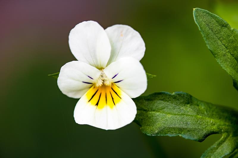 Pansy Heartsease Flower seeds for Planting Easy to Grow Heirloom & GMO Free Seeds for Home Garden