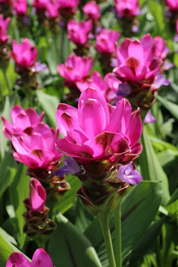 Curcuma Flower seeds for Planting - Perfect for Borders, Heirloom & GMO Free Seeds for Home Garden