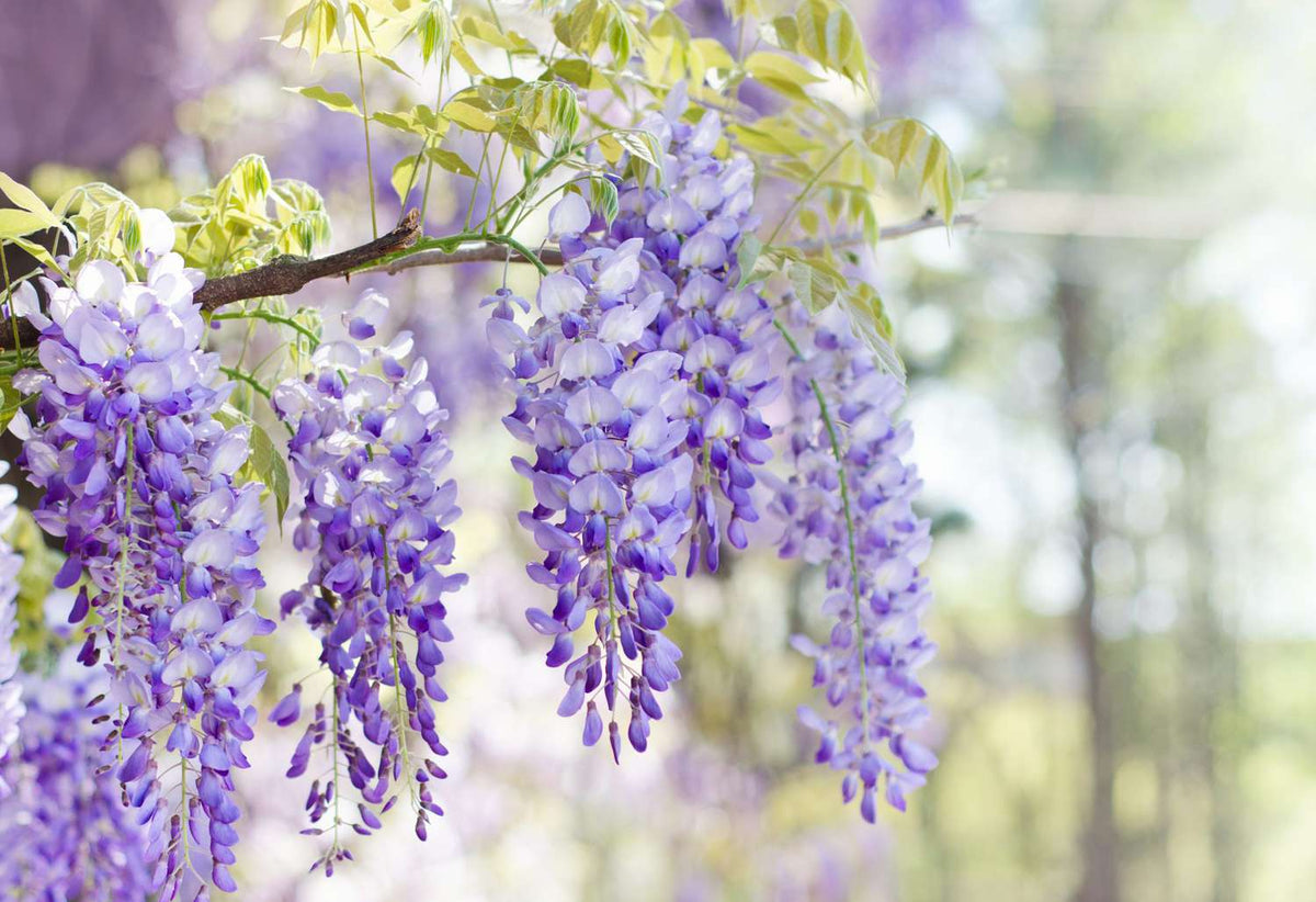 Wisteria Flower seeds for Planting Wildflower Mix Heirloom & GMO Free Seeds for Home Garden