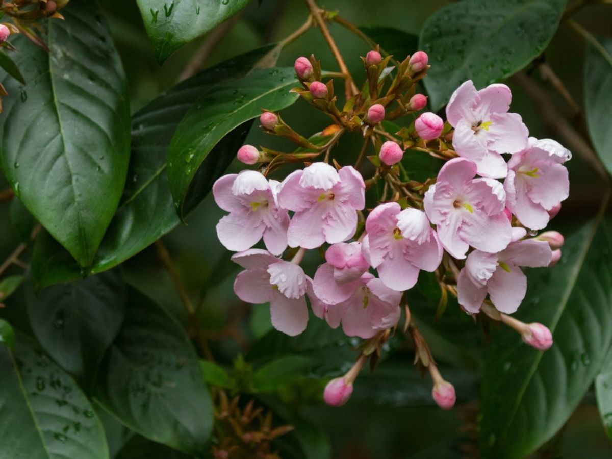 Luculia Gratissima Flower seeds for Planting Drought Tolerant Heirloom & GMO Free Seeds for Home Garden