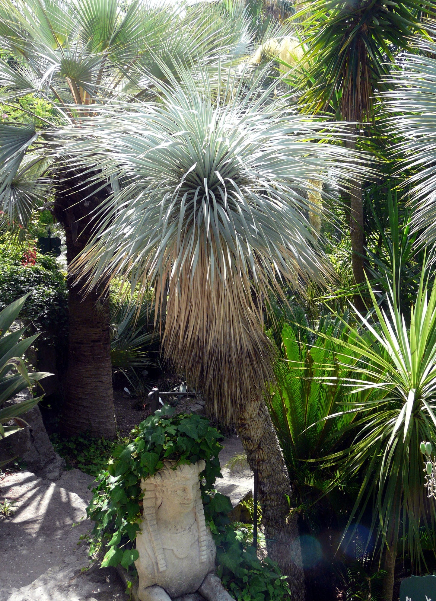 Yucca Thompsoniana Flower seeds for Planting Bright Blooms Heirloom & GMO Free Seeds for Home Garden
