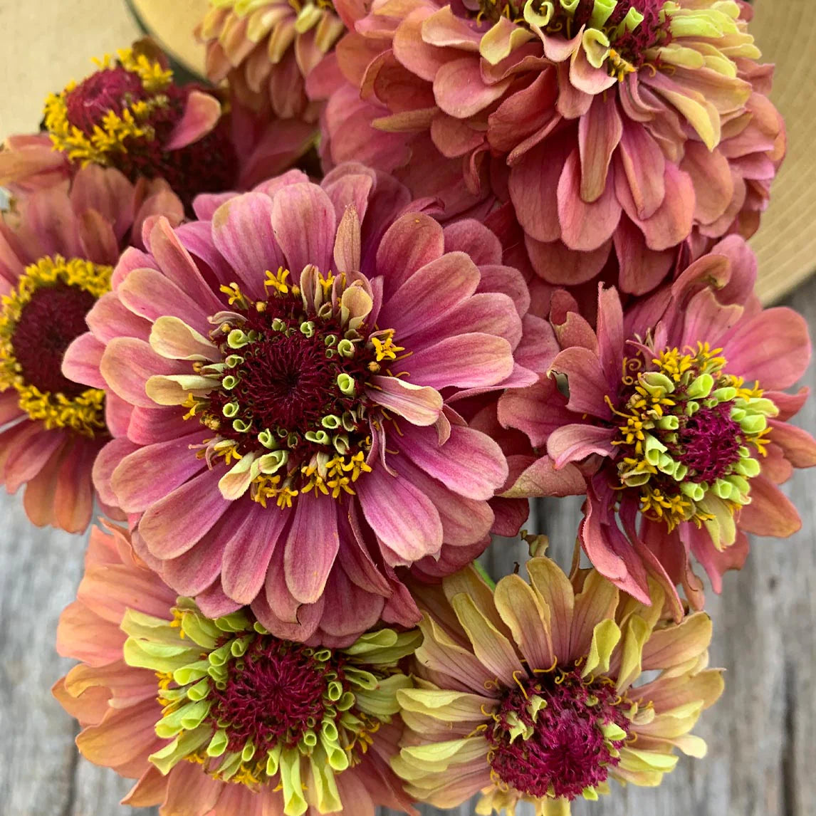 Queeny Lime Red Zinnia Flower seeds for Planting Shade Tolerant Heirloom & GMO Free Seeds for Home Garden