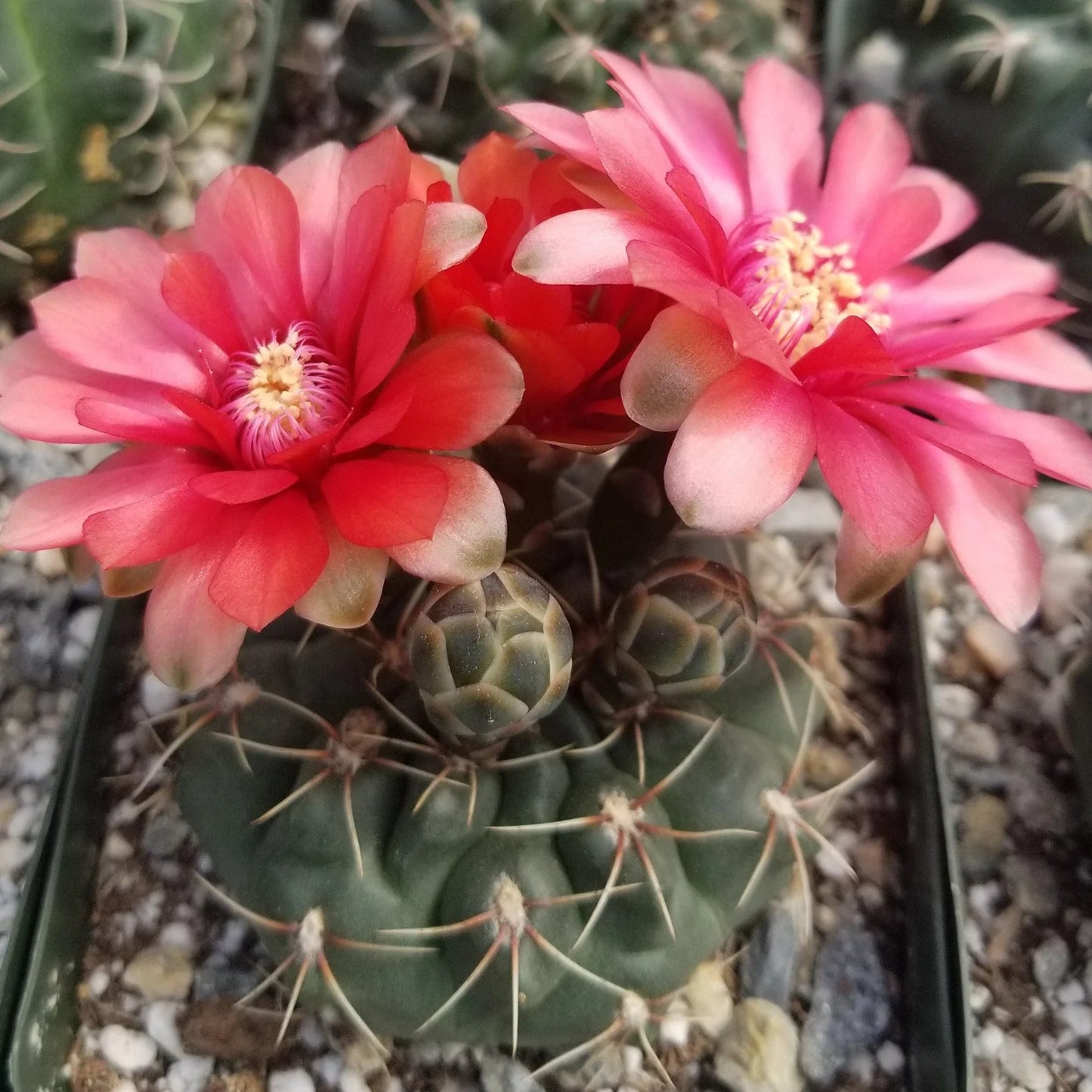 Gymnocalycium Flower seeds for Planting Wildflower Mix Heirloom & GMO Free Seeds for Home Garden