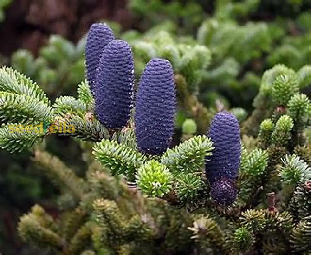 Abies Concolor tree showing soft blue-green needles and dense foliage.