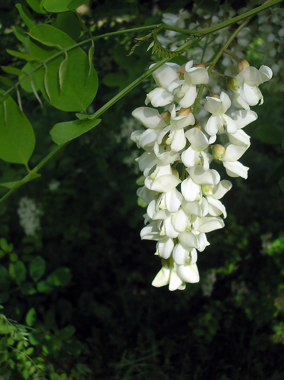 Acacia White Perennial Flower Seeds for Planting