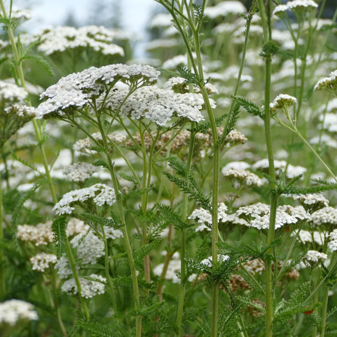 White Yarrow Flower seeds for Planting - Hardy Variety, Heirloom & GMO Free Seeds for Home Garden