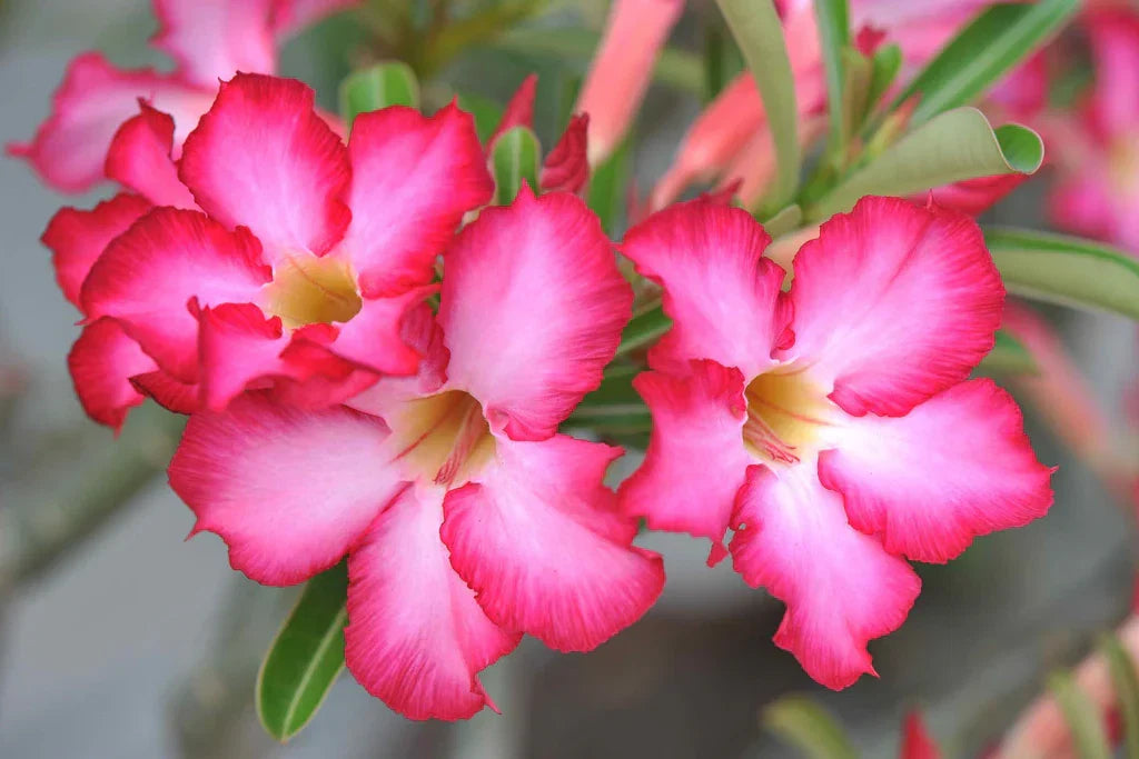 Adenium Flower seeds for Planting Cut Flower Favorite Heirloom & GMO Free Seeds for Home Garden