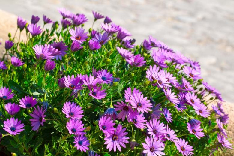 Osteospermum Flower seeds for Planting Garden Favorite Heirloom & GMO Free Seeds for Home Garden