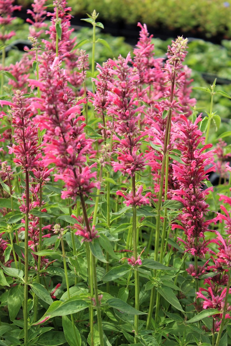 Young Red Agastache Seedlings Growing in Full Sun
