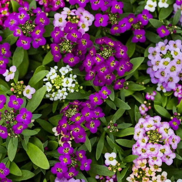 Alyssum Flower seeds for Planting, Bright Blooms Heirloom & GMO Free Seeds for Home Garden