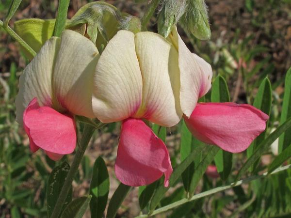 Goat's Rue Flower seeds for Planting Seasonal Bloomer Heirloom & GMO Free Seeds for Home Garden
