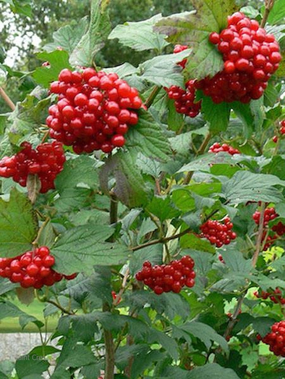 American high-bush cranberry seeds planted as ornamental hedge