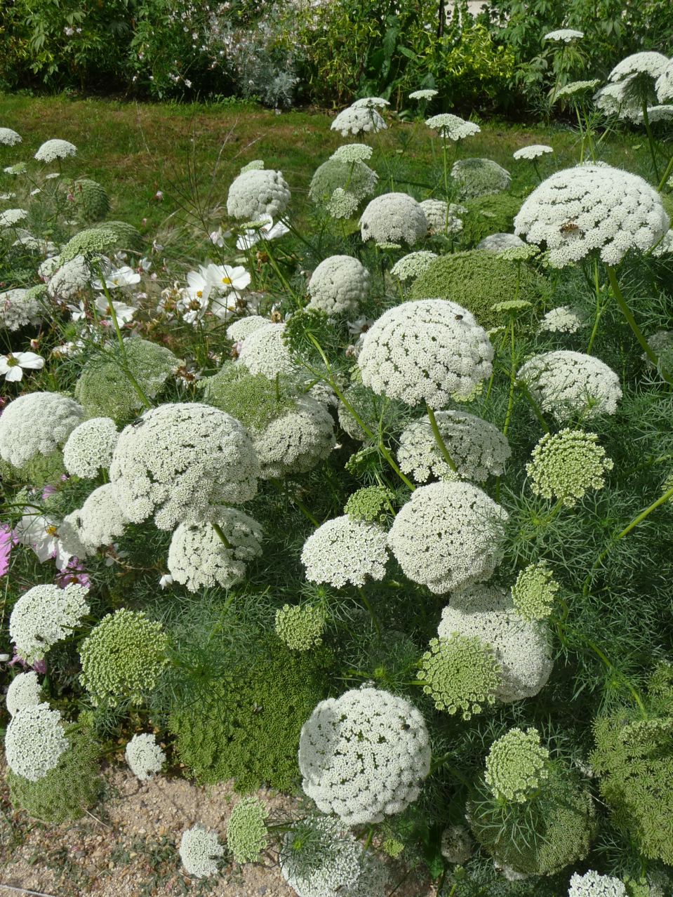 Ammi Visnage Flower seeds for Planting Shade Tolerant Heirloom & GMO Free Seeds for Home Garden