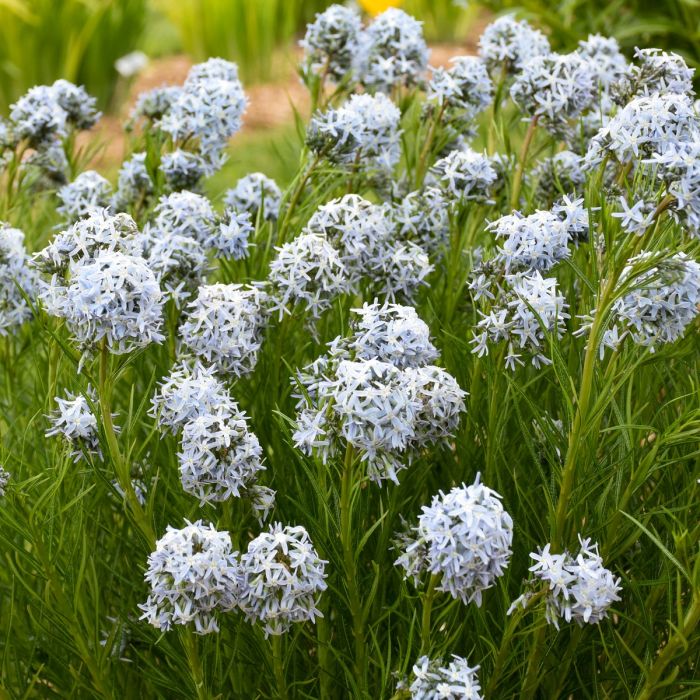 Amsonia Hubrichtii Bluestar plants in a sunny garden