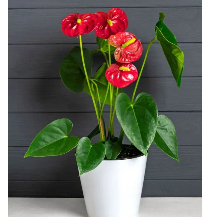 Close-up of Light Red Anthurium flower and leaves