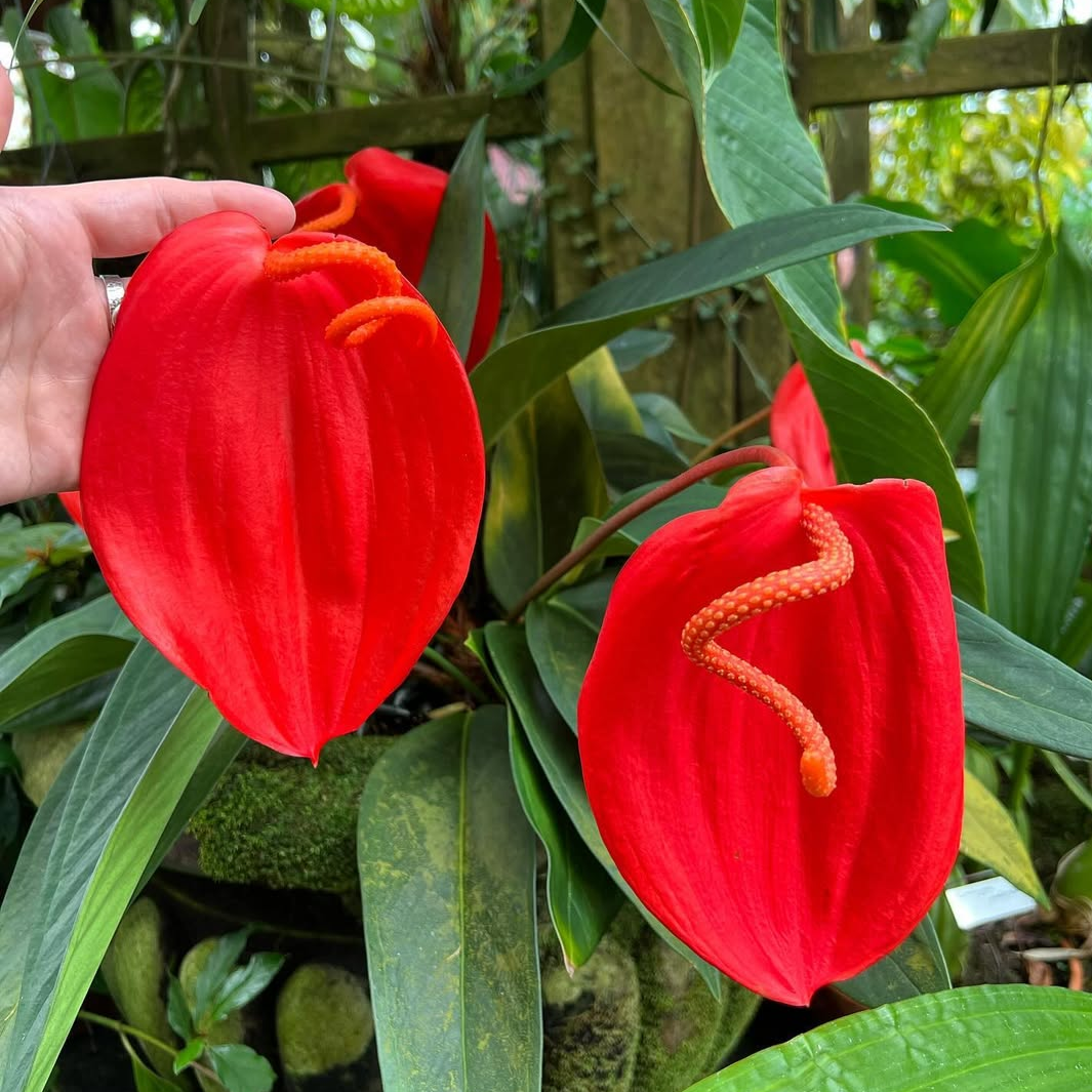 Pigtail Anthurium Flower seeds for Planting Fragrant Blossoms Heirloom & GMO Free Seeds for Home Garden
