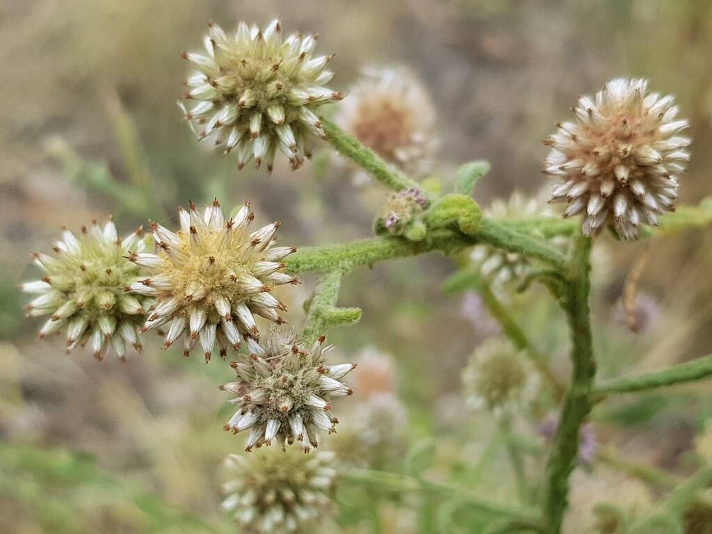 Pterocaulon Flower seeds for Planting Vibrant Colors Heirloom & GMO Free Seeds for Home Garden