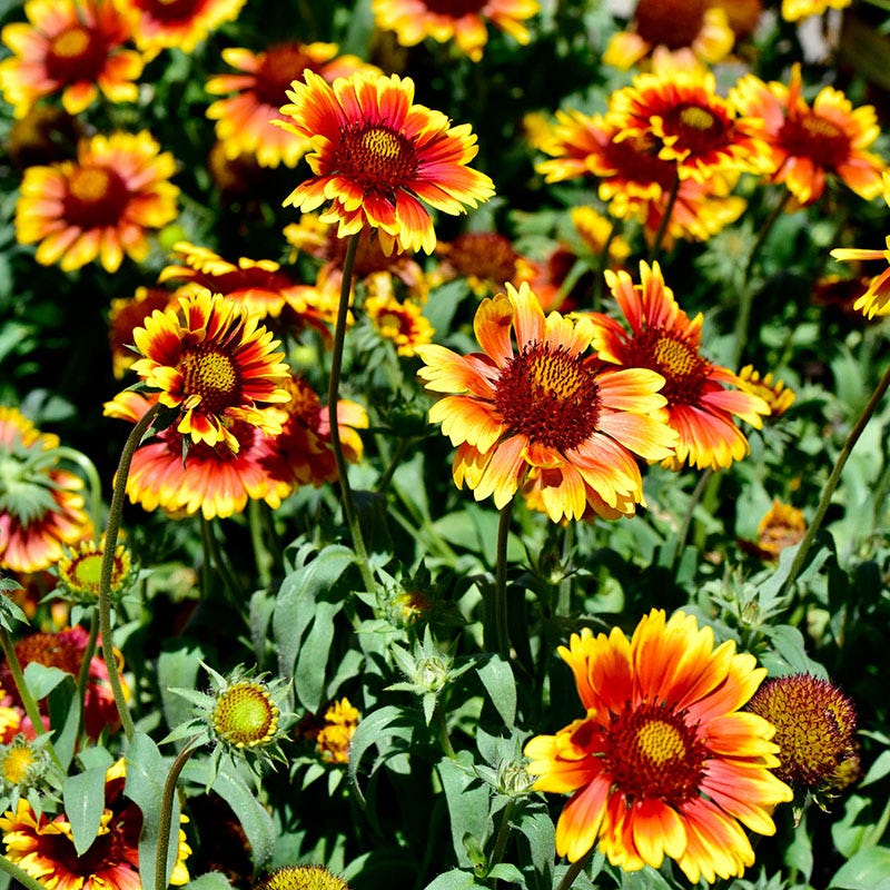 Gaillardia Flower seeds for Planting Drought Tolerant Heirloom & GMO Free Seeds for Home Garden
