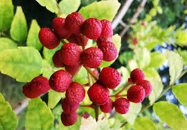 Aromatic red Zanthoxylum variety with fruit pods