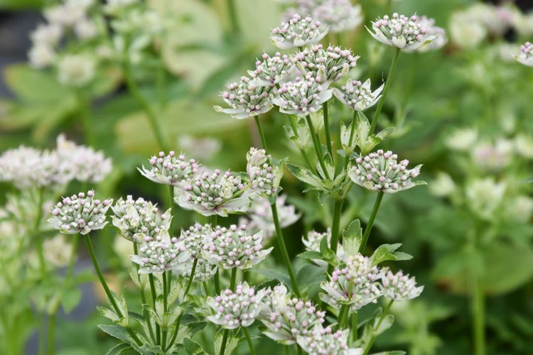 Astrantia Major Flower seeds for Planting Easy to Grow Heirloom & GMO Free Seeds for Home Garden