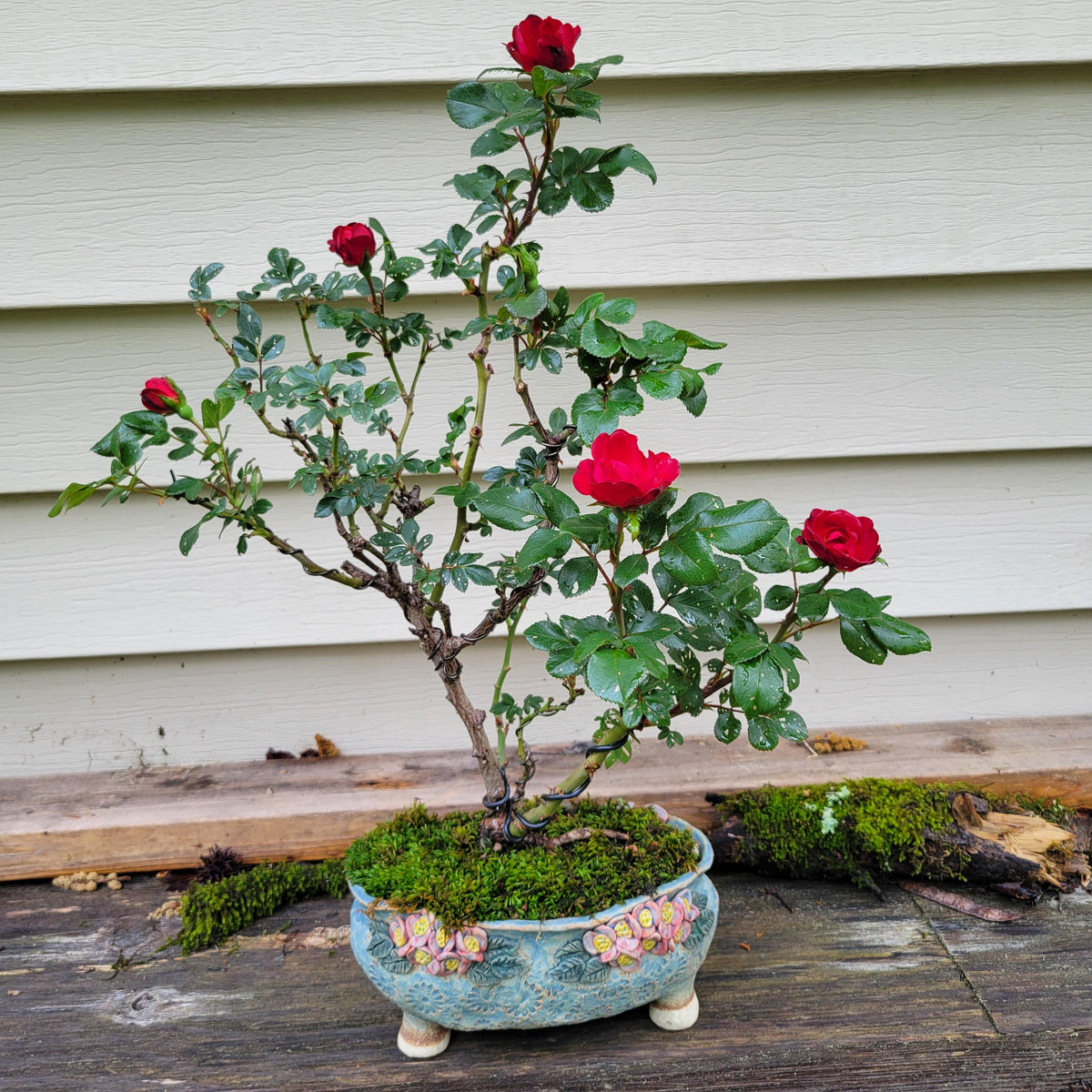 Bonsai Rose Flower seeds for Planting Hardy Variety Heirloom & GMO Free Seeds for Home Garden