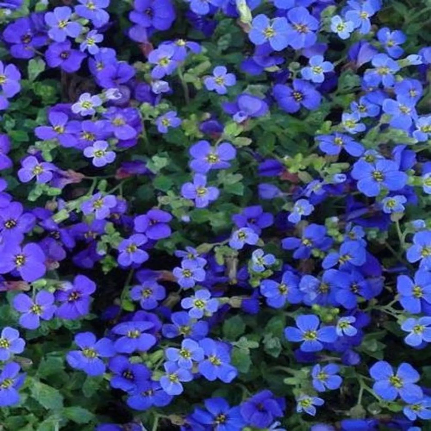Aubrieta Blue Rock Cress Flower seeds for Planting - Low Maintenance, Heirloom & GMO Free Seeds for Home Garden