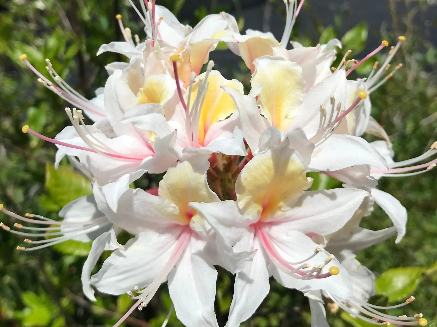 Western Azalea Flower seeds for Planting Bright Blooms Heirloom & GMO Free Seeds for Home Garden