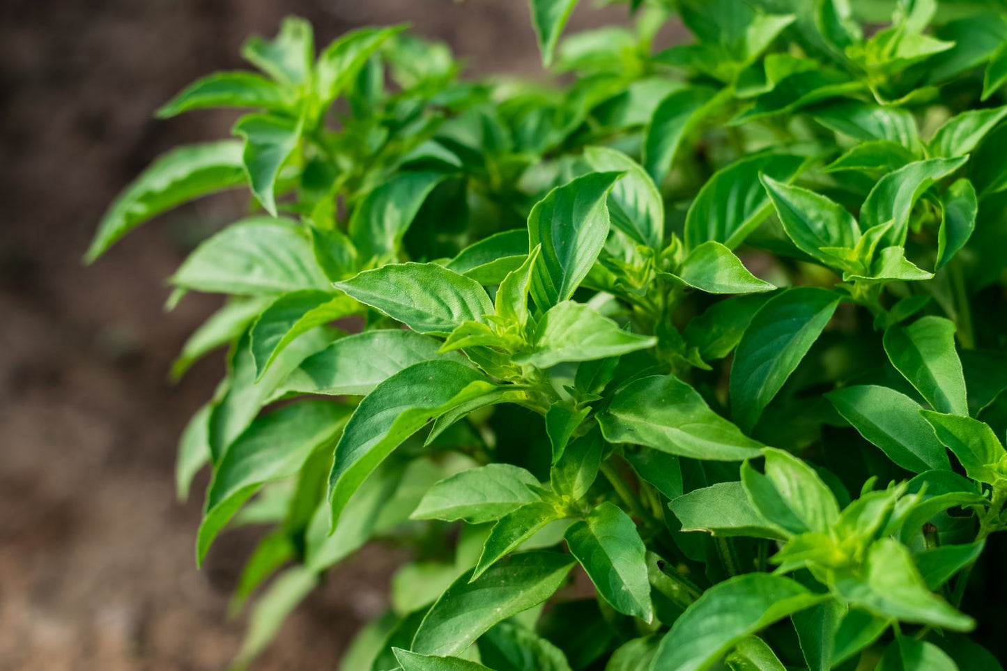 Lime Basil white flowers attracting pollinators grown from seeds