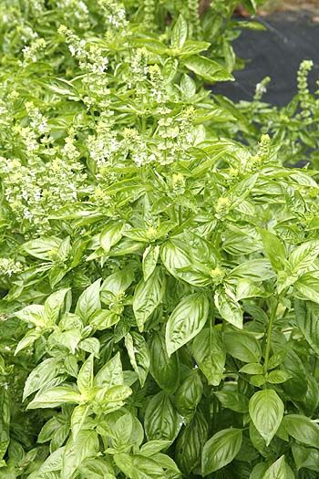 Sweet Basil Seedlings Growing Indoors in Containers