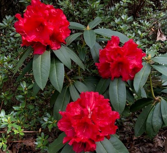 Red Rhododendron Flower seeds for Planting - Perfect for Borders, Heirloom & GMO Free Seeds for Home Garden