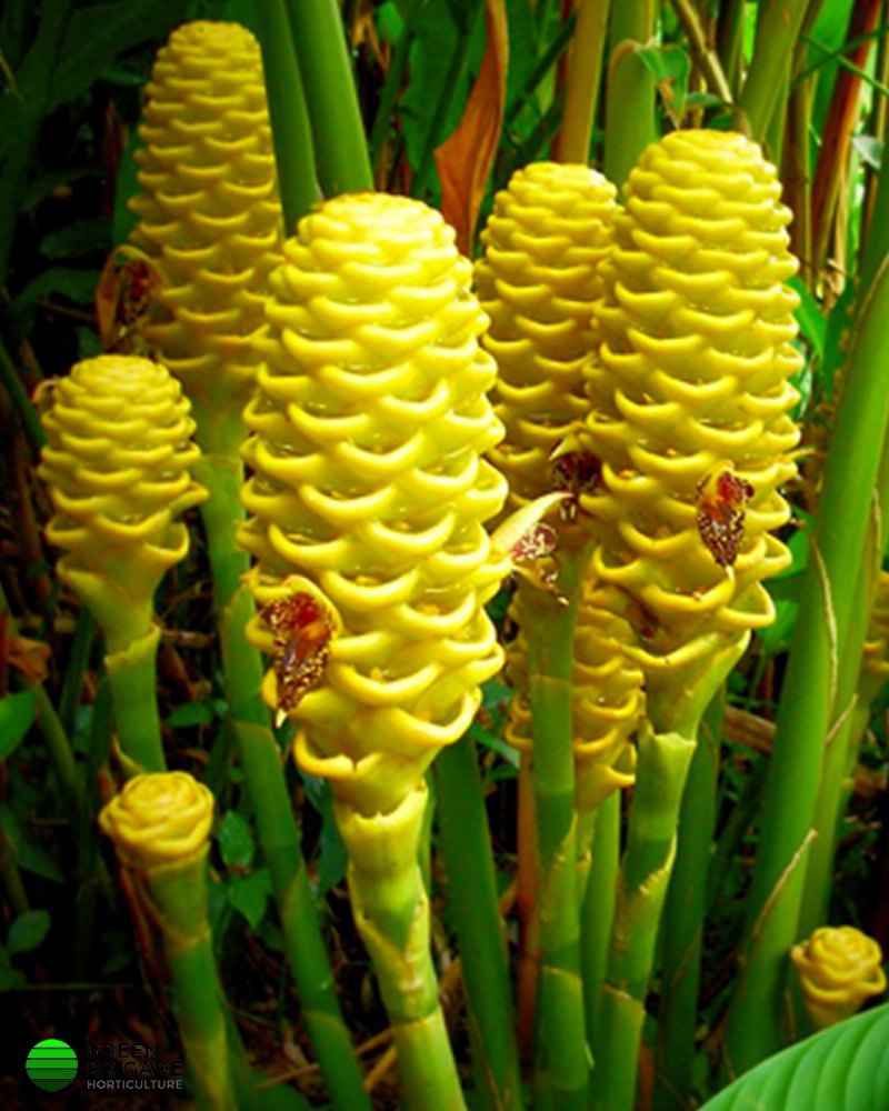 Beehive Ginger Flower seeds for Planting Cut Flower Favorite Heirloom & GMO Free Seeds for Home Garden
Sale