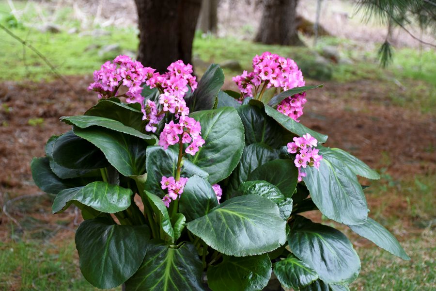 Bergenia Flower seeds for Planting Shade Tolerant Heirloom & GMO Free Seeds for Home Garden