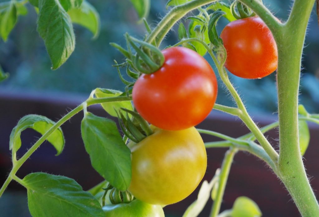 Fresh harvest of red and yellow tomatoes