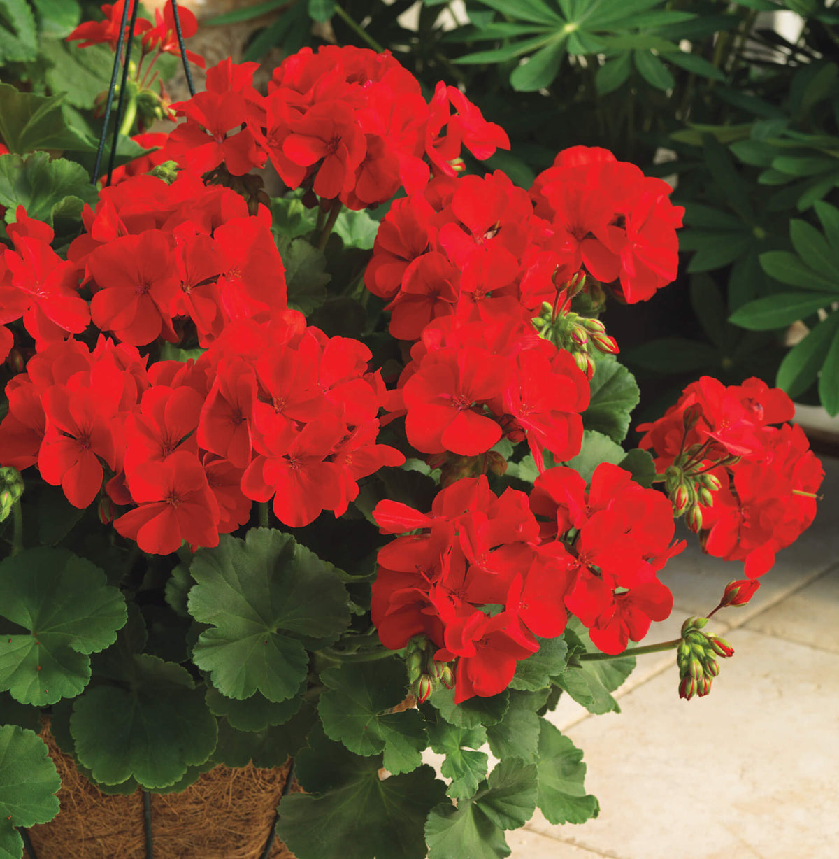 Big Blooms Geranium Seeds for Planting Maroon