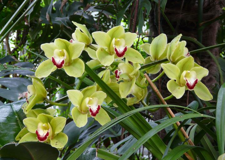 Blooming Light Green Orchid Plant