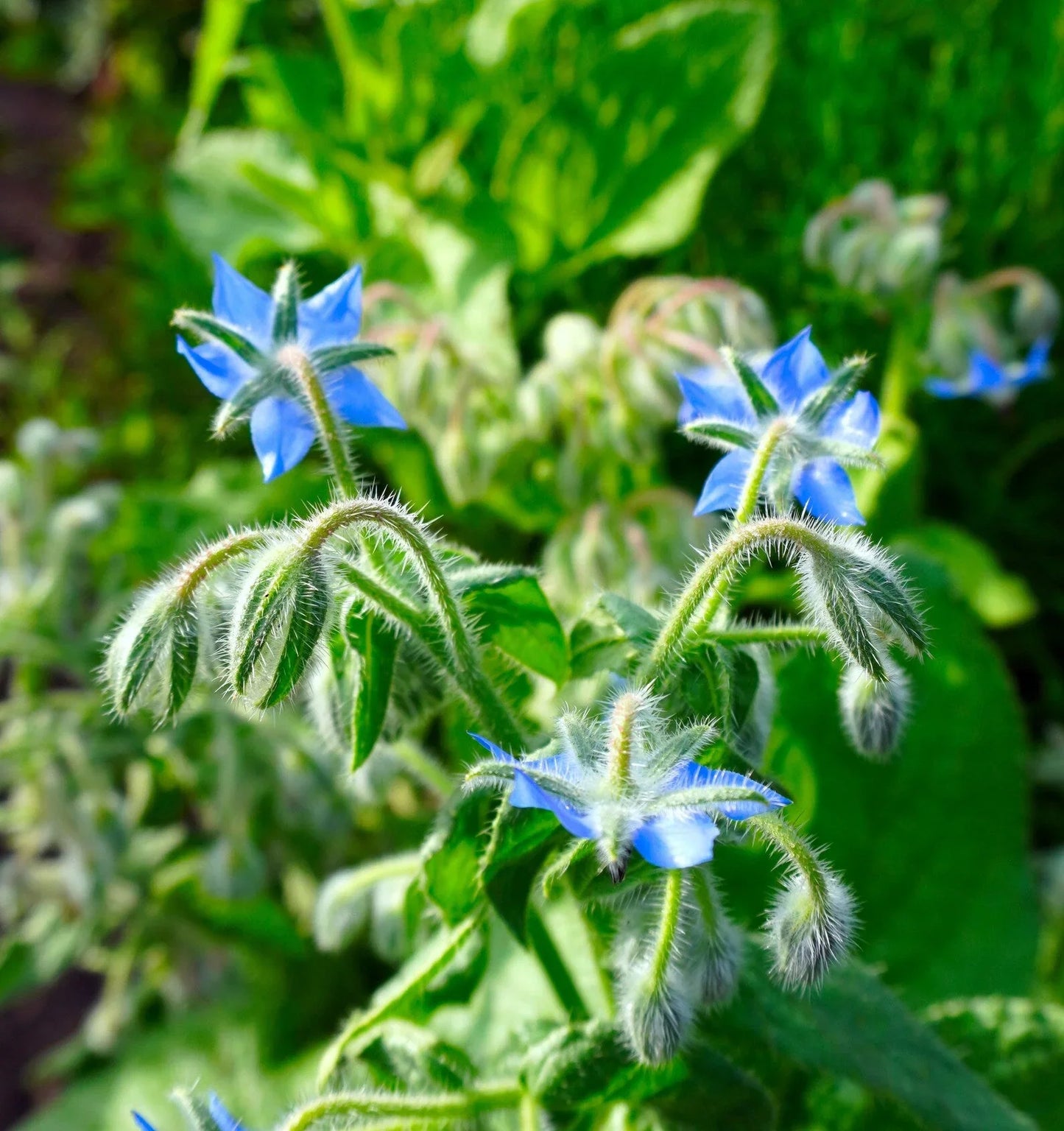 Borage Heirloom Non GMO Planting Flower seeds for Planting Perfect for Borders Heirloom & GMO Free Seeds for Home Garden