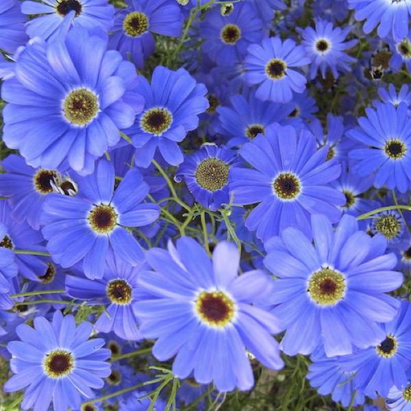 Heirloom Swan River Daisy Flower seeds for Planting Compact Growth Heirloom & GMO Free Seeds for Home Garden