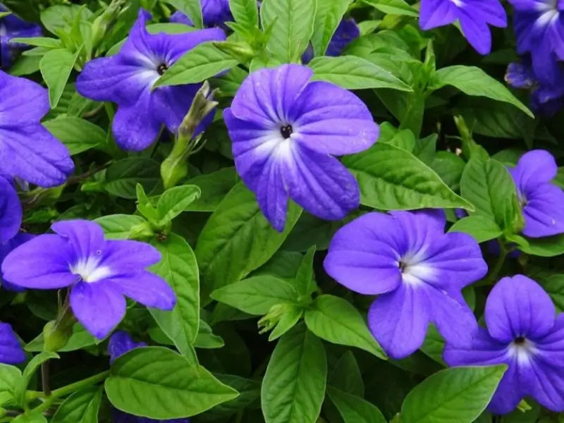Browallia Flower seeds for Planting Shade Tolerant Heirloom & GMO Free Seeds for Home Garden
