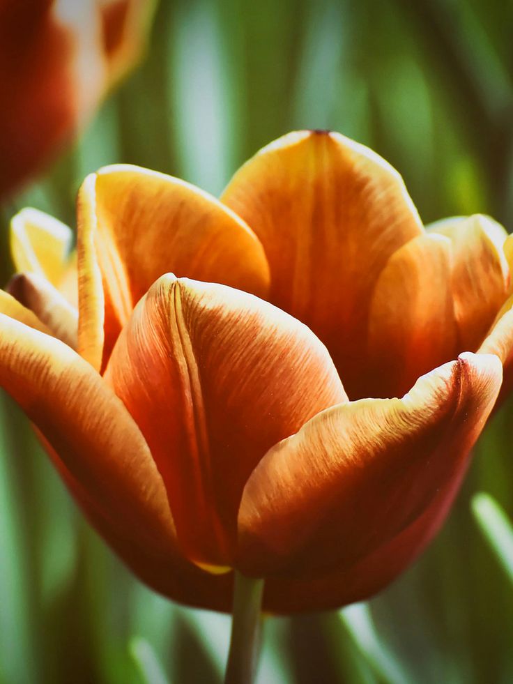 Brown Tulip Flower Seeds for Planting - Beautiful Spring Blooms