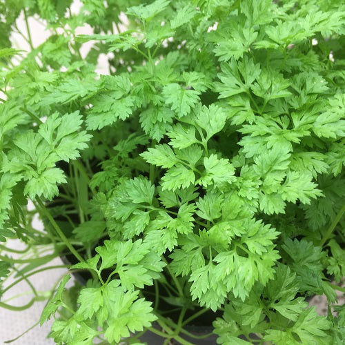 Brussels Winter Chervil seeds thriving in container and raised bed gardens