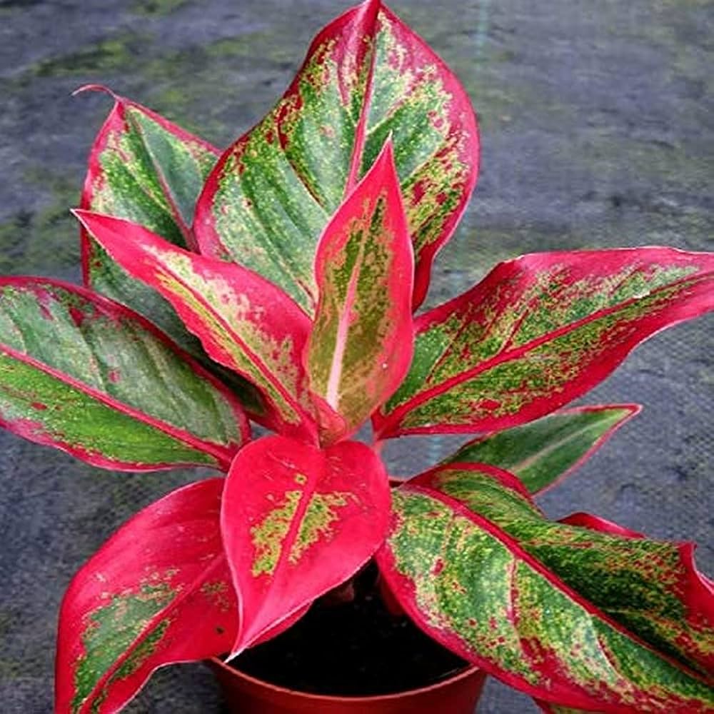 Buy Aglaonema Pink Mix Seeds online