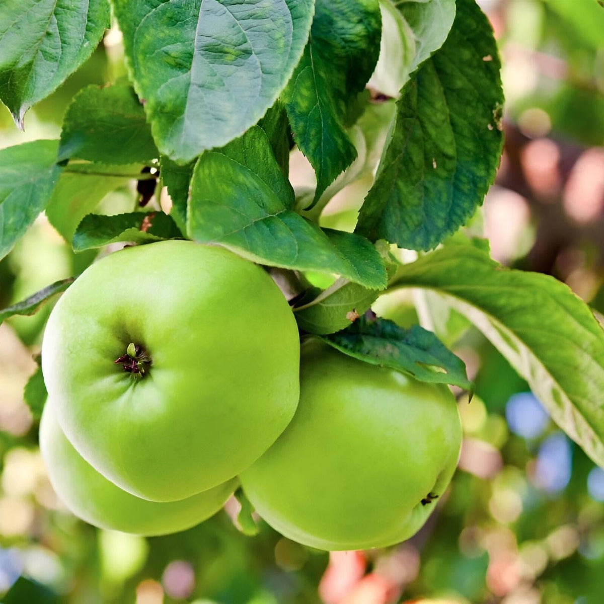 Deep Green Apple Fruit Seeds for Planting