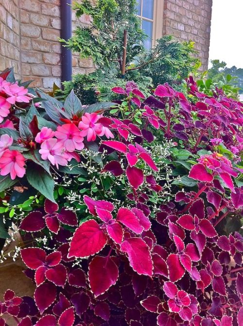 Velvet Coleus Jazz Flower seeds for Planting - Pollinator Friendly, Heirloom & GMO Free Seeds for Home Garden