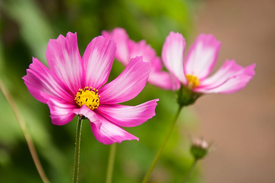 Heirloom Cosmos Bipinnatus Flower seeds for Planting Compact Growth Heirloom & GMO Free Seeds for Home Garden