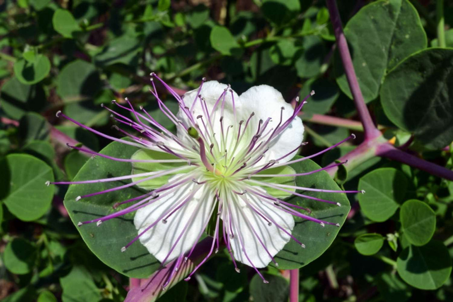 Capers Flower seeds for Planting Perfect for Borders Heirloom & GMO Free Seeds for Home Garden
